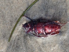 Enaphalodes hispicornis