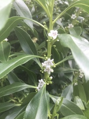 Myoporum aff insulare × laetum