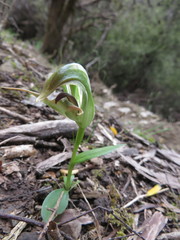 Pterostylis areolata