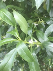 Myoporum aff insulare × laetum