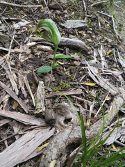 Pterostylis areolata