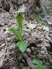 Pterostylis areolata