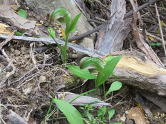 Pterostylis areolata