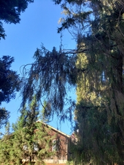 Cupressus pendula