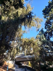 Cupressus pendula