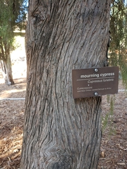 Cupressus pendula