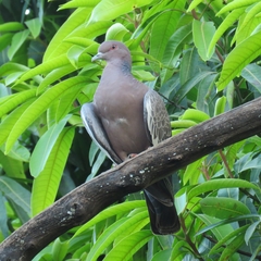 Patagioenas picazuro