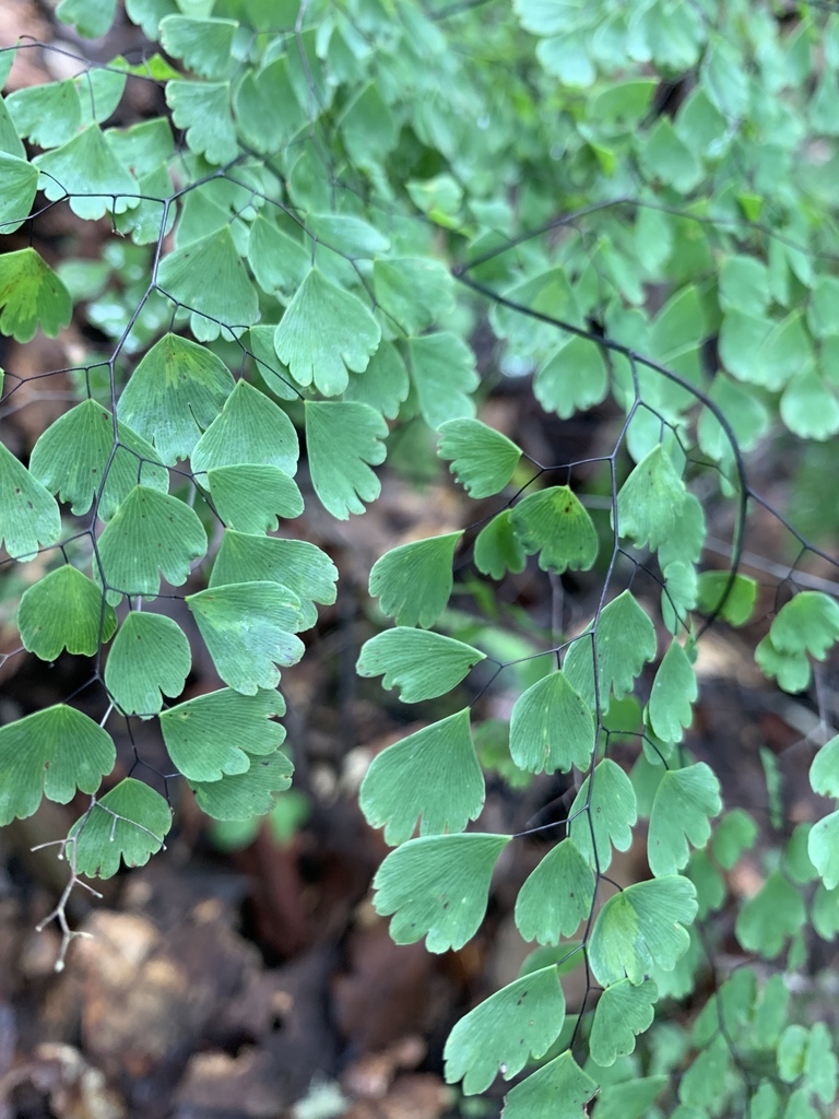 Culantrillo