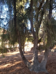 Cupressus pendula