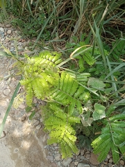 Parkia speciosa