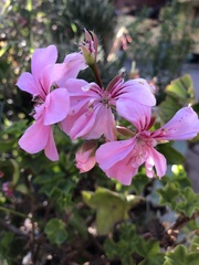 Ciconium