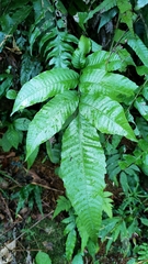 Bolbitis heteroclita