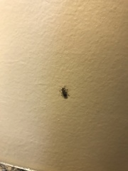 Arocatus melanocephalus