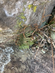 Pellaea pectiniformis