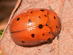 Chelymorpha phytophagica