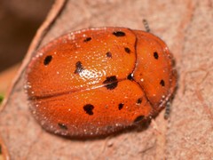 Chelymorpha phytophagica