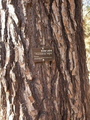 Pinus brutia eldarica