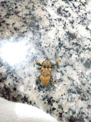 Odontoderes morbillosus