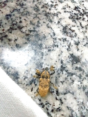 Odontoderes morbillosus