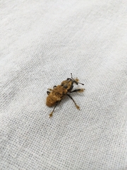 Odontoderes morbillosus