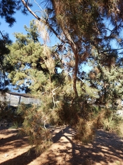 Pinus brutia eldarica