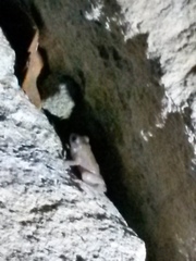 Eleutherodactylus marnockii