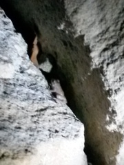 Eleutherodactylus marnockii