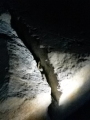 Eleutherodactylus marnockii