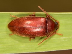Hymenorus