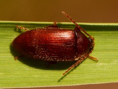 Hymenorus