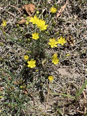 Eriospermum abyssinicum