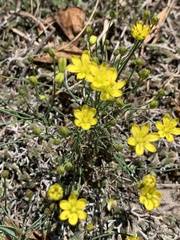 Eriospermum abyssinicum