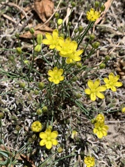 Eriospermum abyssinicum