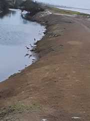 Himantopus mexicanus