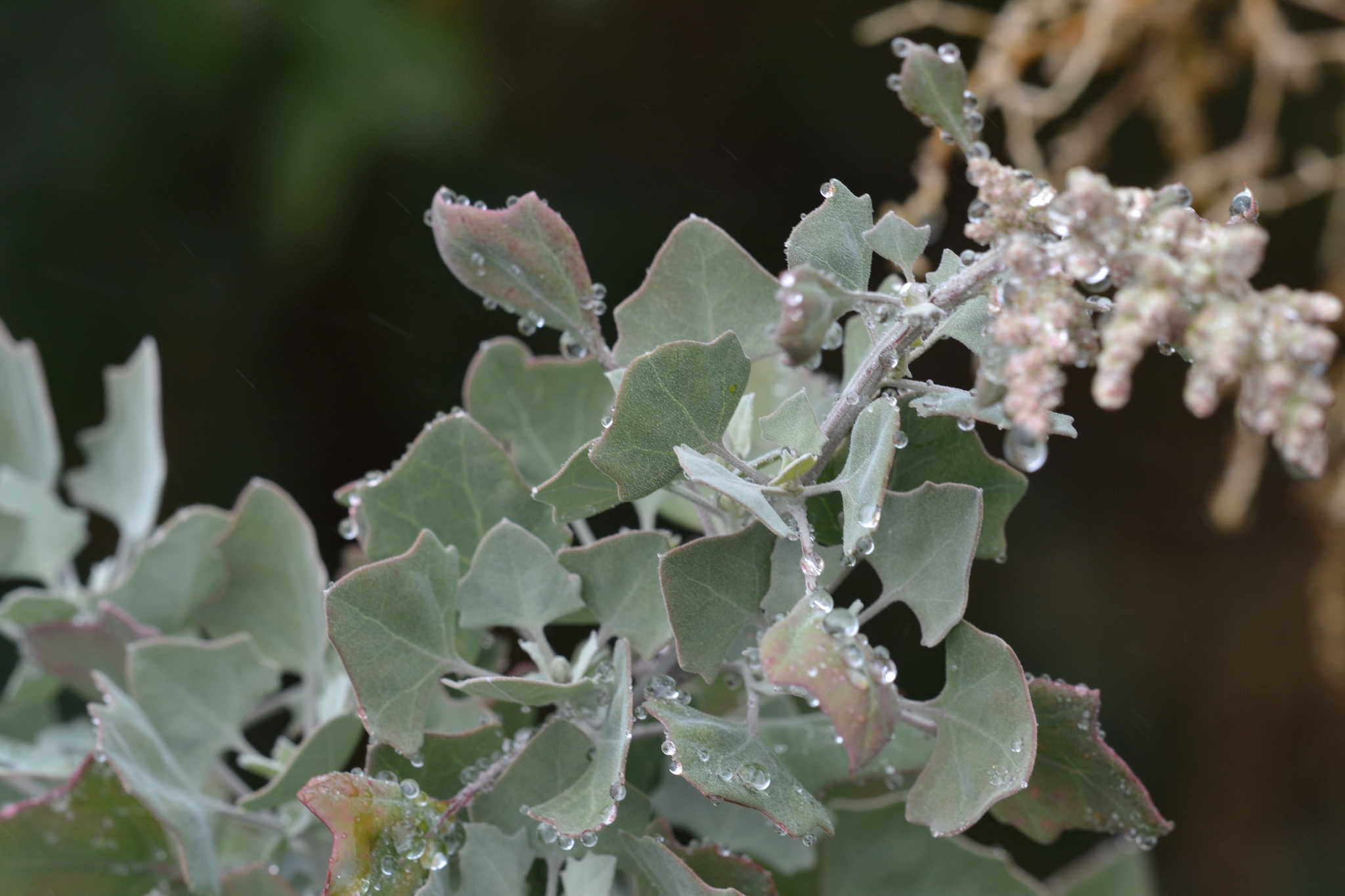 Chenopodium oahuense