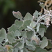 Chenopodium oahuense - Photo no hay derechos reservados, subido por kbkash