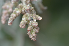 Chenopodium oahuense