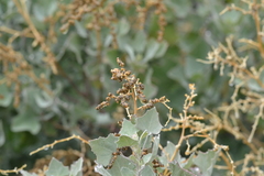 Chenopodium oahuense