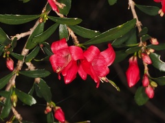 Graptophyllum excelsum