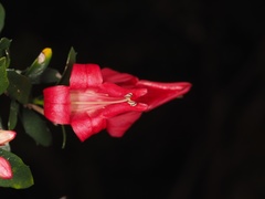 Graptophyllum excelsum