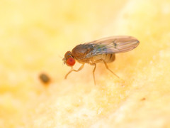 Drosophila tripunctata