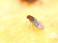 Drosophila tripunctata