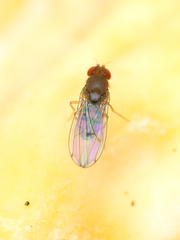Drosophila tripunctata