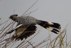 Corythaixoides leucogaster