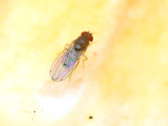 Drosophila tripunctata