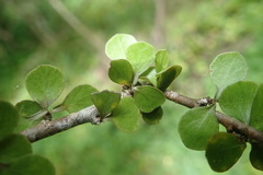 Pittosporum obcordatum
