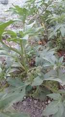 Solanum radicans