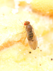 Drosophila tripunctata