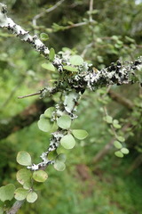 Pittosporum obcordatum