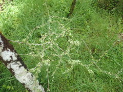Pittosporum obcordatum